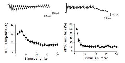 High-frequency firing pattern (20 pulses at 20 Hz) 에 대한 해마 SC-CA1 시냅스의 흥분성 회로 및 억제성 회로에서 보이는 단기 가소성 (short-term plasticity)