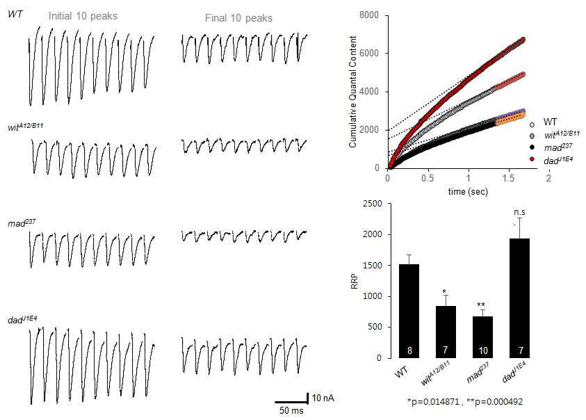 신경전달 기능 이상을 가진 근신경접합부 시냅스에서 보이는 단기가소성 및readily releasable neurotransmitter pool size 의 왜곡