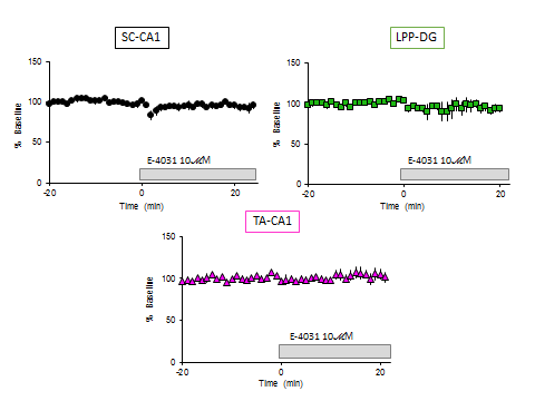 해마체 각 회로의 기본 시냅스 신호전달 (basal synaptic transmission) 에 미치는 E-4031의 효과