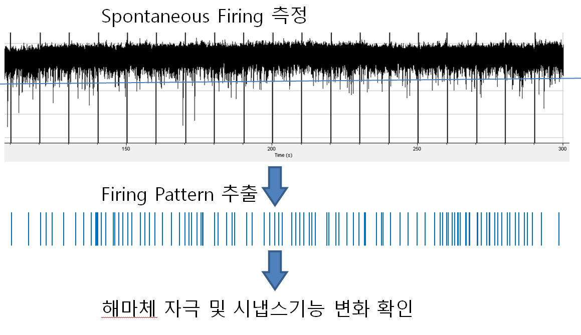 해마체에서 Firing pattern의 추출.