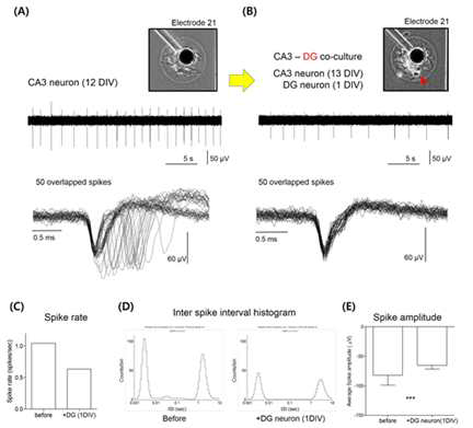DG 과립세포가 추가되기 전의 신경네트웍에서 발생한 자발적 신호 (B) DG 과립세포가 추가된 후의 신경네트웍에서 발생한 자발적 신호. DG 과립세포 유무에 따른 Spike rate (C), inter spike interval histogram (D), Spike amplitude (E) 의 차이.