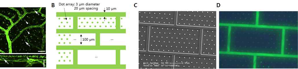 (A) 뇌조직에서 관찰한 laminin의 분포 (B) laminin 분포를 모사하기 위해 설계된 미세 패턴 (C) 미세패턴을 제작하기 위해 만들어진 미세도장 (D) 최종적으로 배양기판에 구현된 laminin 모사 패턴