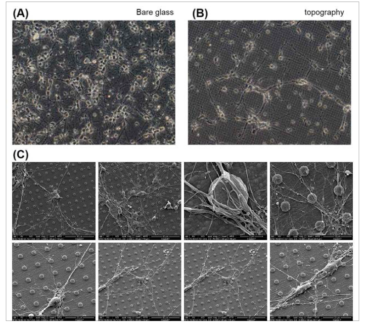 (A) 지형구조가 없는 유리기판 위에 7일간 배양된 신경세포의 위상차현미경 사진. (B) 지형구조를 갖는 세포배양용칩 위에 7일간 배양된 신경세포의 위상차현미경 사진. (C) SEM을 이용해 촬영한 지형구조를 갖는 세포배양용칩 위의 신경세포