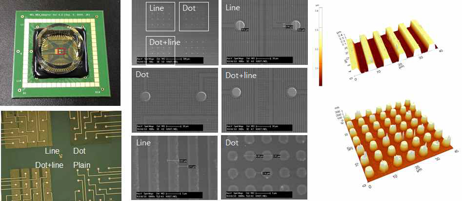 제작된 미세전극칩(좌)과 전극 및 주변 지형 구조의 SEM(중), AFM(우) 측정 결과