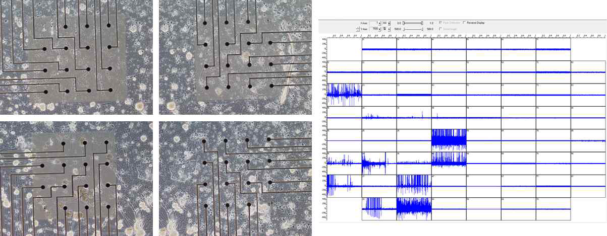 만들어진 미세전극칩 위에 2주 배양된 신경 네트웍 (좌) 및 측정된 신경신호 (우)