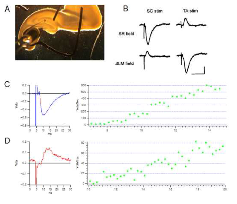 해마체 뇌절편을 이용한 temporoammonic pathway에서의 신호전달 기록