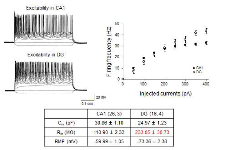 3주령 SD rat의 해마체 절편에서 CA1과 DG 영역에서의 excitability 분석