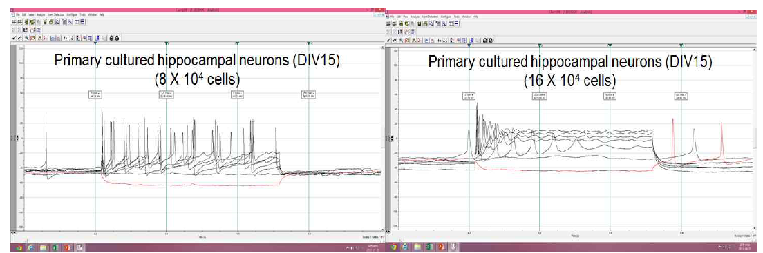 1차 배양 해마신경세포의 densitiy에 따른 excitability