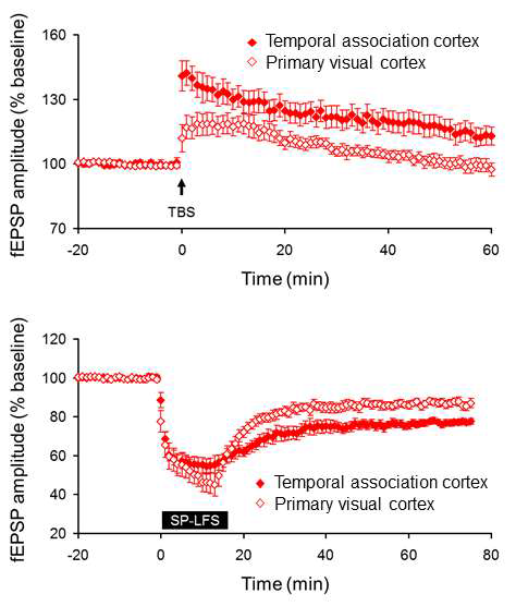 11-12주령 측두연합피질과 1차 시각피질의 LTP와 LTD