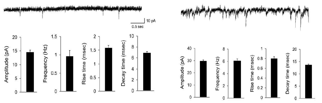 해마체 절편의 CA1에서 mEPSC (left)와 mIPSC (right)