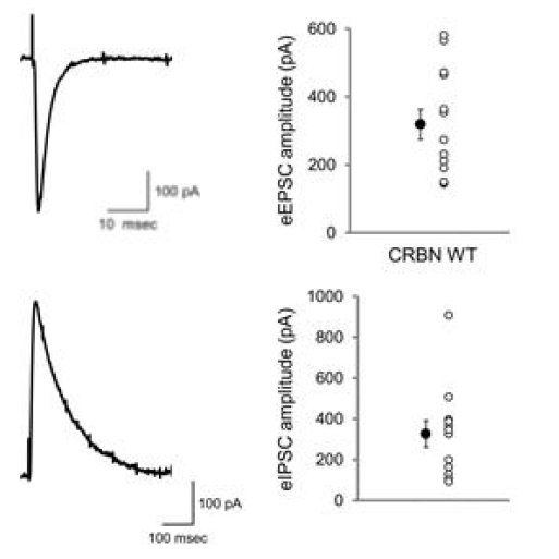 Basal synaptic transmission of eEPSC & eIPSC in hippocampal SC-CA1