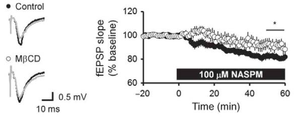 methyl-beta-cyclodextrin (MβCD)에 의한 해마 시냅스의 NASPM의 효과 정도 변화