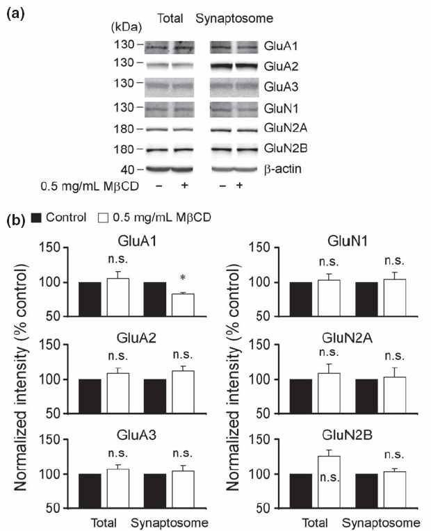 Methyl-beta-cyclodextrin (MβCD)에 의한 해마체 절편의 AMPA 수용체 (GluA1, GluA2, GluA3)와 NMDA 수용체 (GluN1, GluN2, GluN3)의 구성 비율 변화