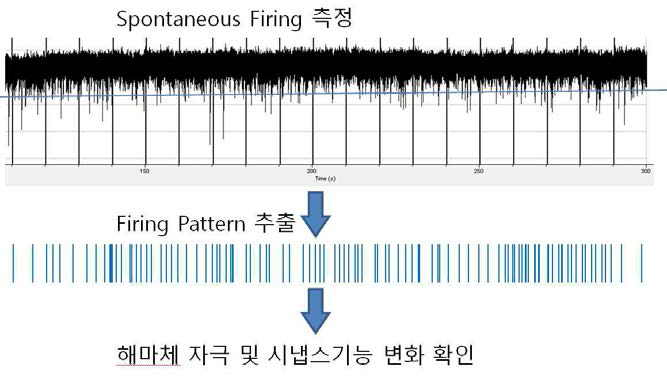 해마체에서 Firing pattern의 추출.