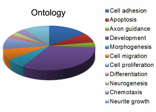 뇌신경발달에 관여하는 유전자 분석 ontology analysis