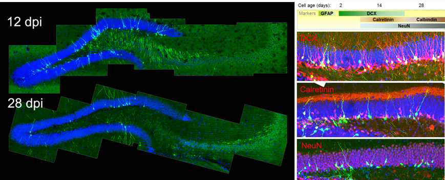 DG에 있는 성체신경신경줄기세포에서 유래한 새로운 과립세포