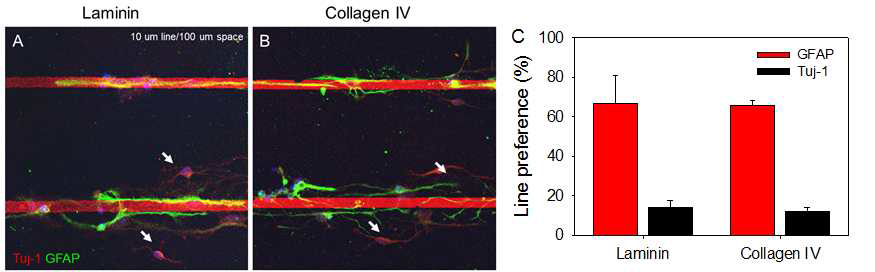 성체신경줄기세포에서 유래한 분화된 세포군의 분리
