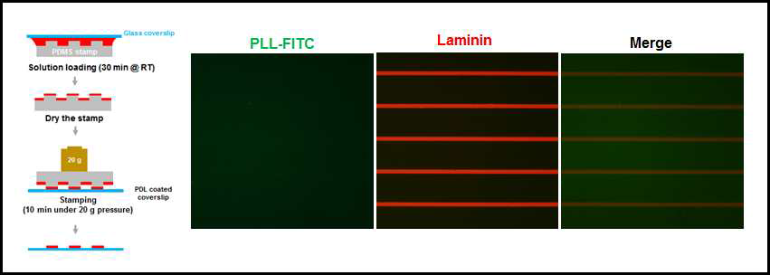화학적 인자(Laminin-PDL)에 의해 구획화 된 세포 패턴칩