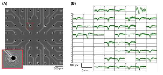 (A) 세 채널에서 측정된 자발적 신경신호의 변화 (B) 60채널의 발화율맵핑의변화