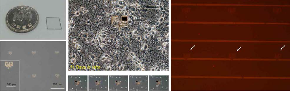 티타늄 박막을 이용한 패턴칩에 배양된 신경세포 모니터링