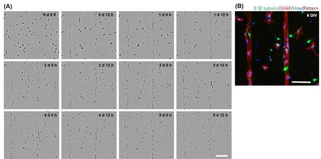 (A) 라미닌이 패턴된 기판 위에서 자라는 성체신경줄기세포의 12시간 간격으로 촬영된 위상차 현미경 사진. (B) 6DIV의 분화 상태를 확인하기 위해 면역염색을 수행한 이후 촬영된 형광 현미경 사진.