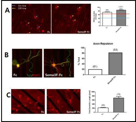 Sema3F 라인패턴에 대한 해마 신경세포의 반응성