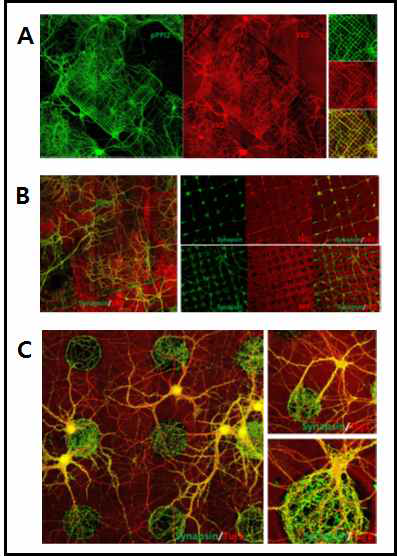 Dot 패턴에 대한 해마 신경세포의 반응성