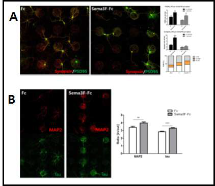 Sema3F negative dot 패턴에 대한 해마 신경세포의 반응성