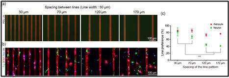 PLL-라미닌 라인 어레이에 대한 성체줄기세포의 반응성
