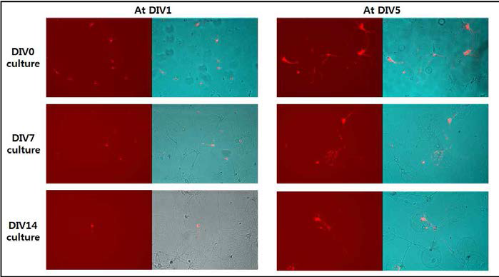Negative dot 어레이에서 유입시기에 따른 해마 신경세포의 성장 양성