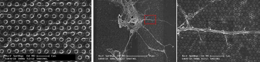지름 500 nm의 PDMS 나노기둥이 형성된 기판 (좌) 및 이 기판에 배양한 신경세포의 신경 돌기 성장 분포 (중, 우)
