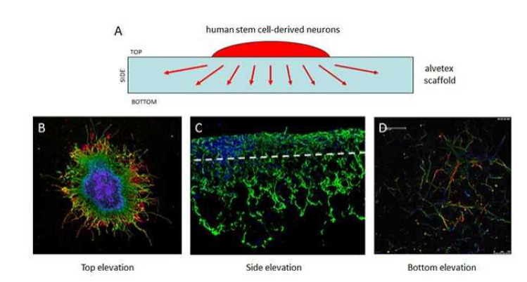 Alvetex Scaffold를 이용한 3D 신경세포의 돌기
