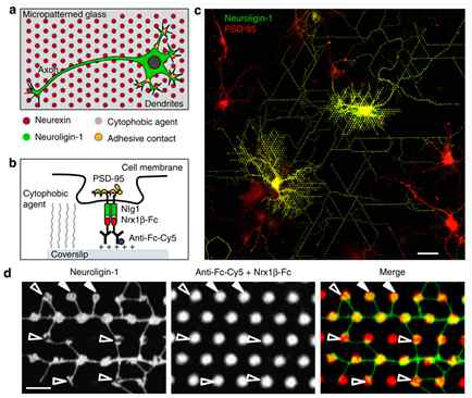 Growth and differentiation of neurons cultured on micropatterned substrate