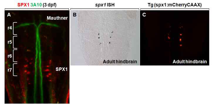 SPX1 신경펩타이드를 특이적으로 발현하는 신경세포의 위치 분석