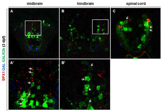 제브라피쉬 중추신경계에서 SPX1과 GALR2b를 발현하는 신경세포간이 신경망 분석