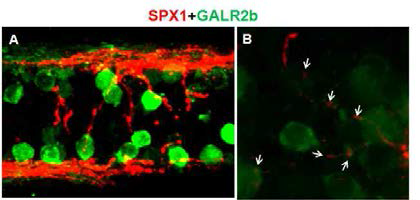 척추신경계에서의 SPX1-Galr2b 신경망 분석.