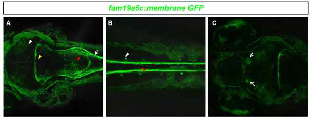 fam19a5c:membrane GFP transgenic 제브라피쉬를 이용한 fam19a5c 특이적 신경망의 in vivo imaging