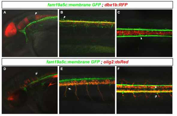 olig2:dsRed와 dbx1b:RFP를 이용한 fam19a5c 유전자의 신경망 분석
