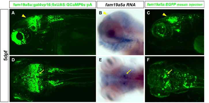 fam19a5a 특이적 제브라피쉬에서 fluorescent RNA in situ hybridization에 의 한 fam19a5a mRNA의 발현 패턴