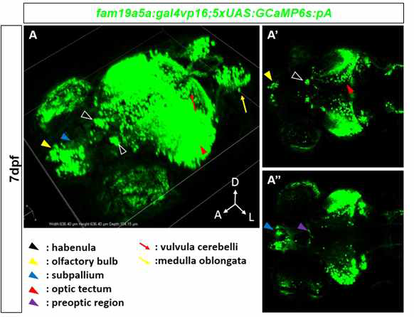 fam19a5a 특이적 제브라피쉬를 이용한 fam19a5a 특이적 신경망 in vivo imaging