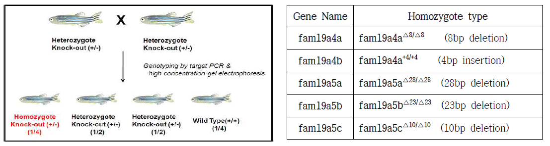 Homozygote knock-out 제브라피쉬 제조 모식도 및 확보된 knock-out 제브라피쉬 목록