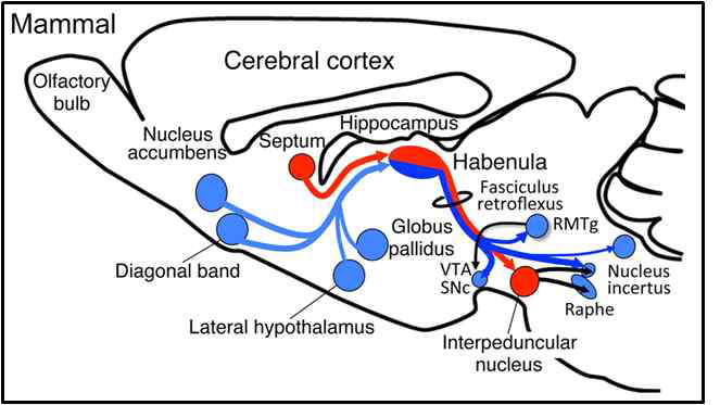 Rat 뇌의 sagittal section 단면의 모식도