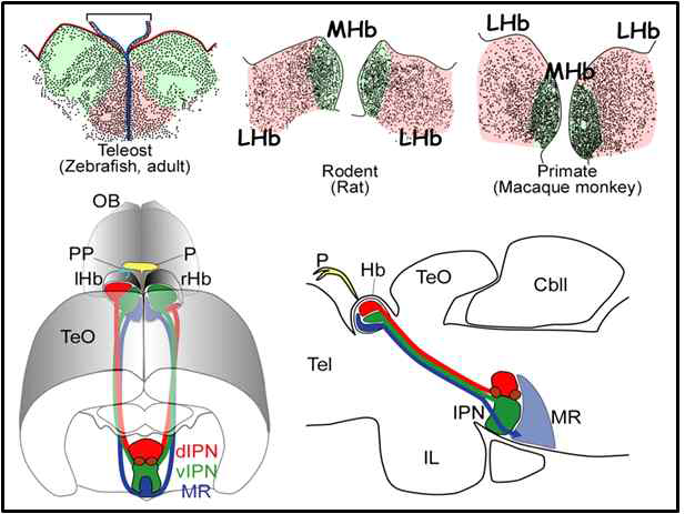 종 사이의 habenula 구조 비교 및 제브라피쉬 habenula 신경회로의 모식도