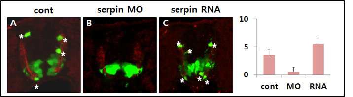 serpinf1유전자의 희소돌기아교세포 생성 조절