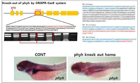 CRISPR/Cas9 시스템을 이용한 phyh 유전자 knock-out 제브라피쉬의 제조 및 확인