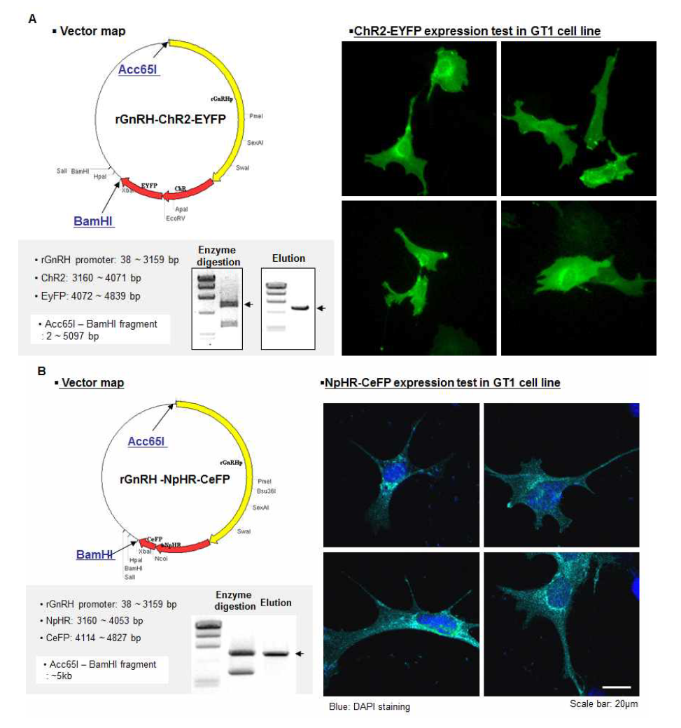 ChR2-EYFP, NpHR-CeFP의 construct preparation 및 발현 양상