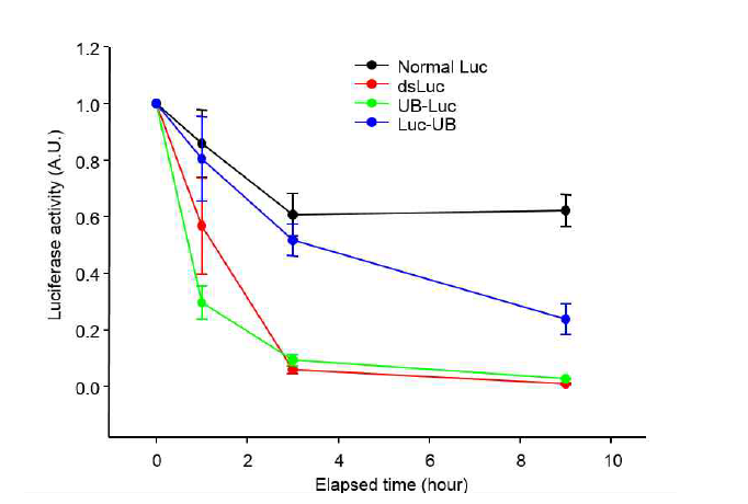 기존 및 변형 루시퍼라아제들의 반감기 비교