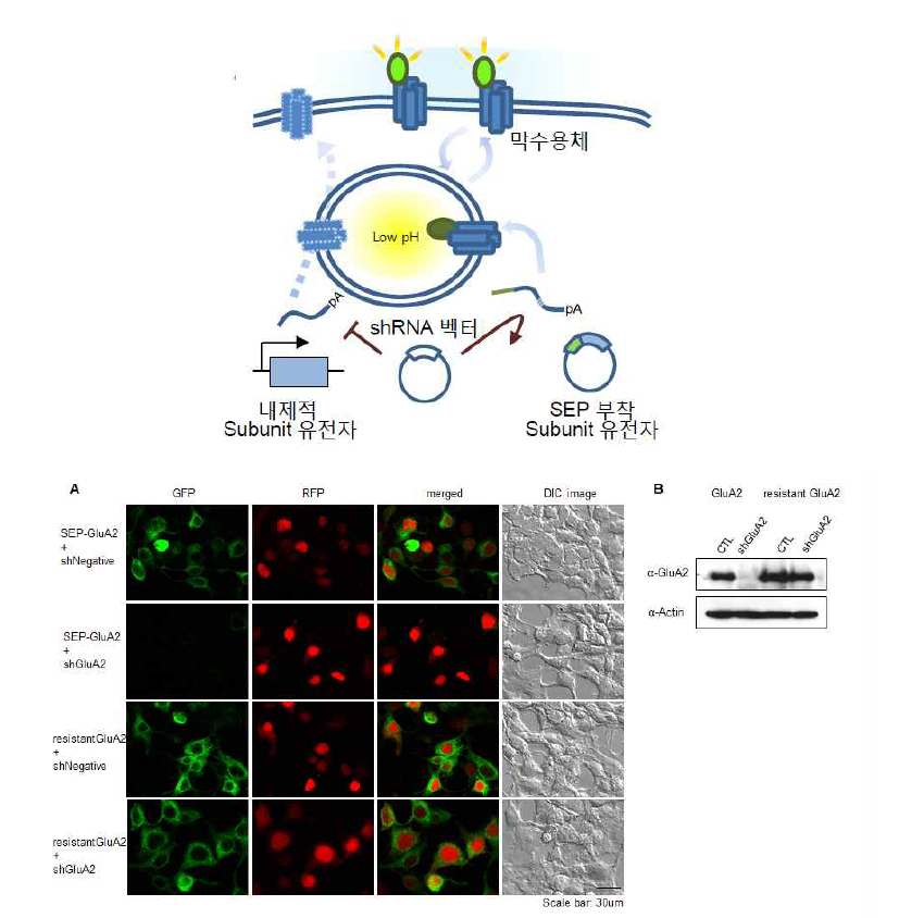 shGluA2 처리에 따른 GluA2 발현 억제 및 resistant SEP-GluA2의 침묵 저항성