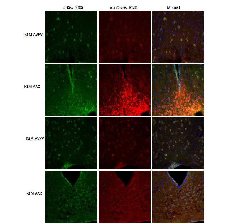 형질전환생쥐의 Kiss1 및 mCherry의 단백질 발현양상