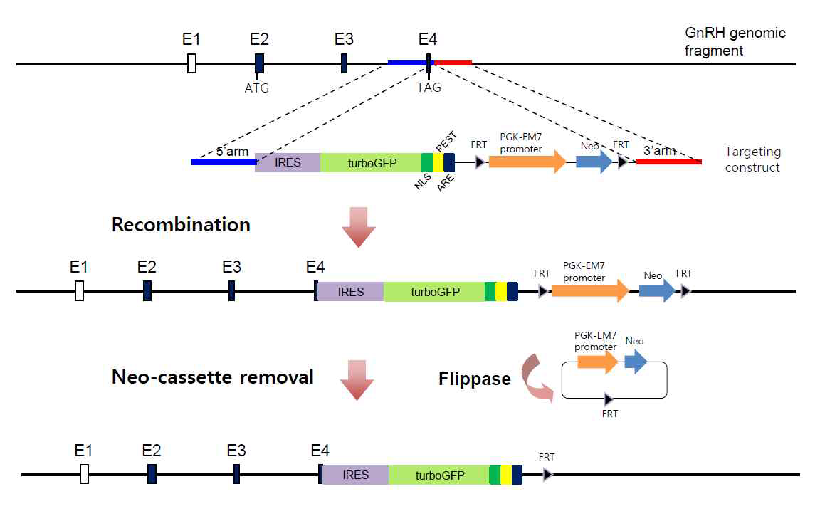 GnRH-IRES-tGFP mouse의 construct 구축 전략